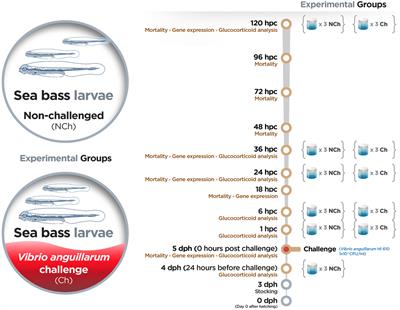 Modulation of Innate Immune-Related Genes and Glucocorticoid Synthesis in Gnotobiotic Full-Sibling European Sea Bass (Dicentrarchus labrax) Larvae Challenged With Vibrio anguillarum